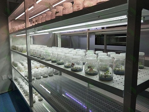 茂南植物组织培养实验室设计建设方案